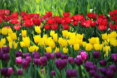 Close-up of multi colored tulips in field