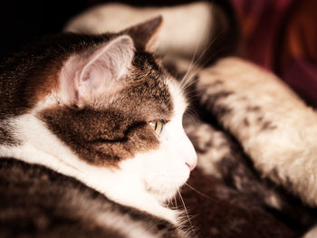 Close-up of cat resting