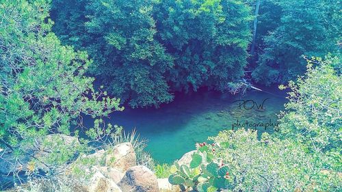 High angle view of trees by lake in forest