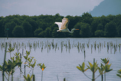 White stork flying over the mangrove forest