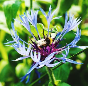 Close-up of bee pollinating on thistle