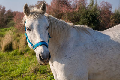 View of horse on field