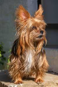 Close-up portrait of dog