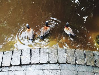 High angle view of ducks swimming in lake