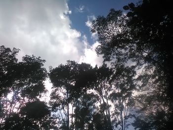 Low angle view of trees against sky