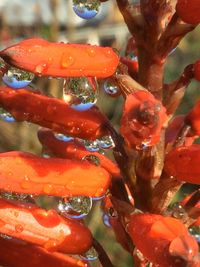 Close-up of water drops on multi colored leaf