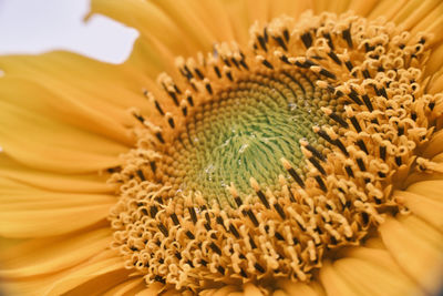 Close-up of sunflower