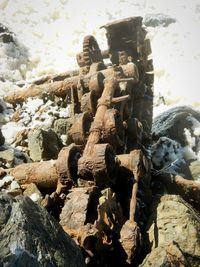 Close-up of goat in water