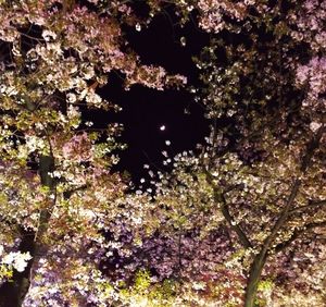 Low angle view of flowers on tree