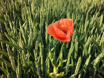 Close-up of red poppy flower on field