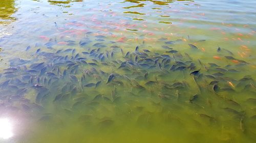 High angle view of fish swimming in lake