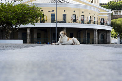 View of dog on the street