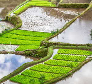 High angle view of rice paddy by lake