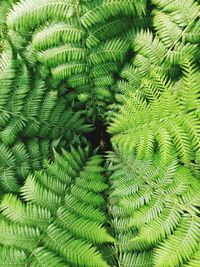 Full frame shot of plants