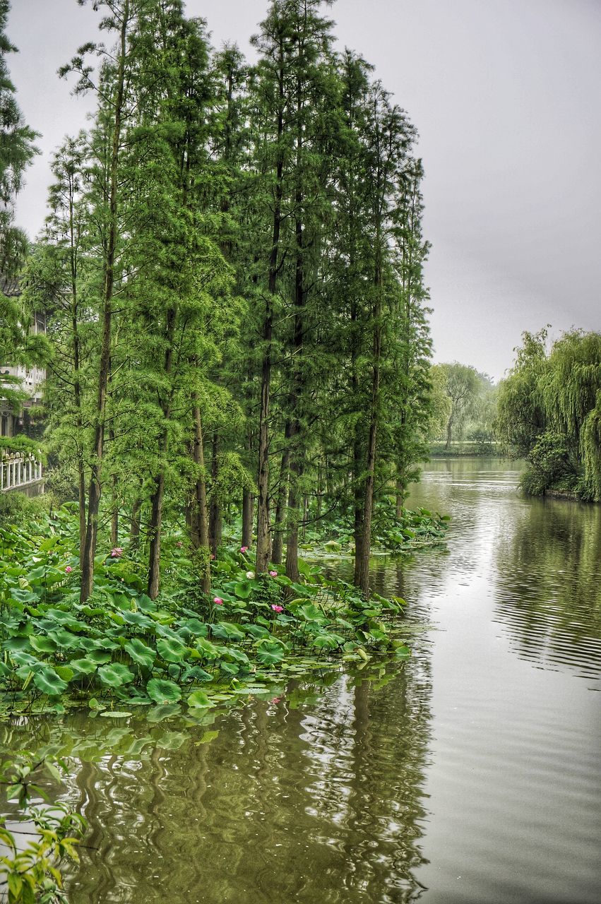 tree, water, tranquility, growth, tranquil scene, green color, nature, beauty in nature, scenics, lake, reflection, river, waterfront, plant, idyllic, day, sky, green, branch, outdoors