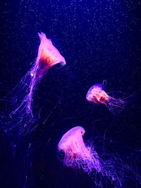 View of jellyfish swimming in sea