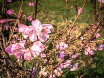 Close-up of pink cherry blossoms in spring