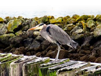 High angle view of bird perching on rock