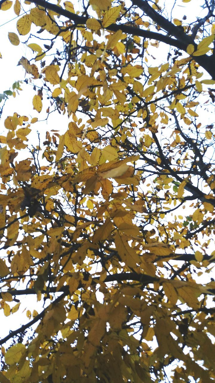 low angle view, branch, tree, growth, beauty in nature, nature, day, flower, tranquility, scenics, yellow, freshness, sky, outdoors, fragility, majestic, vibrant color, springtime, tranquil scene