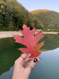 Close-up of hand holding maple leaf