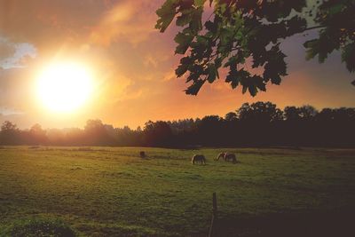 Horses grazing on field against sky during sunset