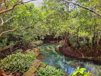 Scenic view of river amidst trees in forest