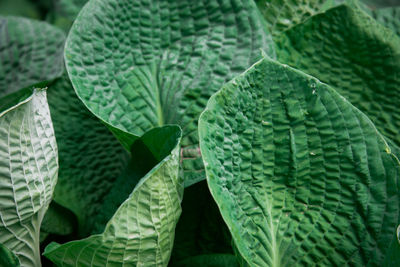 Full frame shot of green leaves