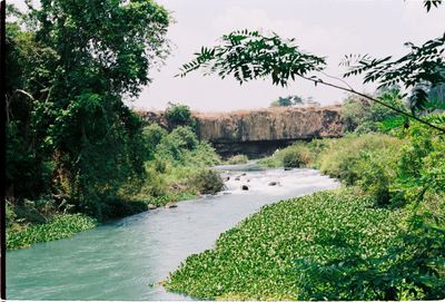 Scenic view of river in forest against sky