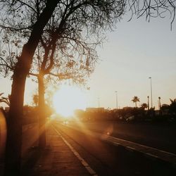 Sun shining through trees