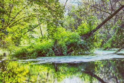 Reflection of trees in calm lake