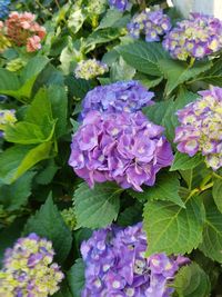 Close-up of purple flowers blooming outdoors