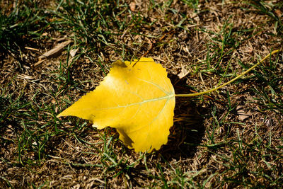High angle view of yellow leaf on grassy field