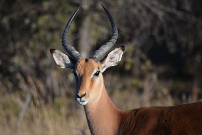 Portrait of deer