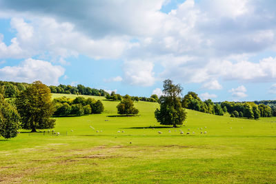 Trees on field against sky