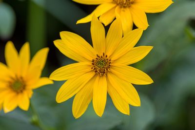 Close-up of yellow flowering plant