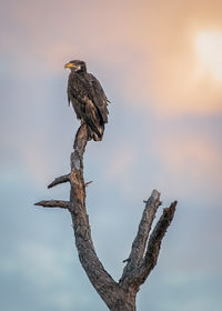 Low angle view of bird perching on tree