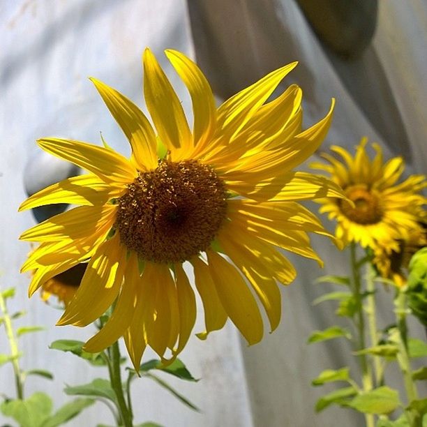 flower, yellow, freshness, petal, flower head, fragility, growth, beauty in nature, sunflower, close-up, pollen, blooming, focus on foreground, plant, nature, in bloom, single flower, stem, day, botany