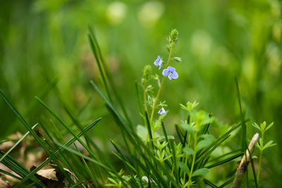 Close-up of purple crocus flowers on field