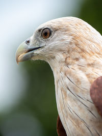 Close-up of a bird