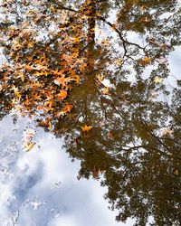 High angle view of autumn leaves in lake