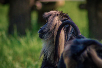 Close-up of a dog