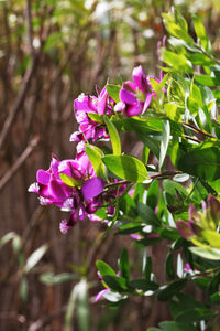 Close-up of pink flowering plant