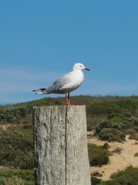 Seagull perching on wooden post