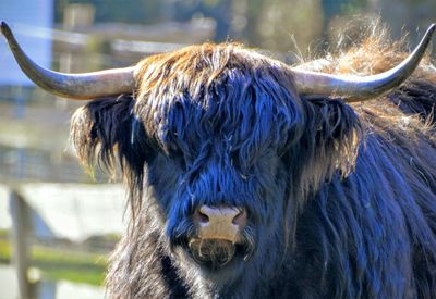 Close-up of highland cattle on sunny day