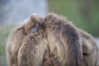 Monkey looking away outdoors