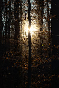 Sunlight streaming through trees in forest