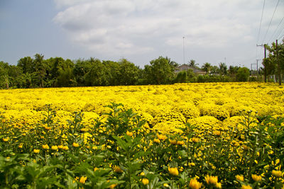 Scenic view of oilseed rape field against sky