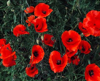 High angle view of red flowering plants on field