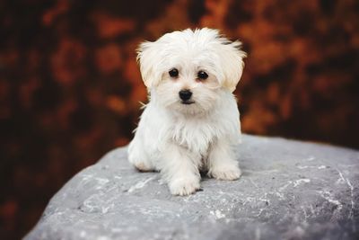 Portrait of white puppy