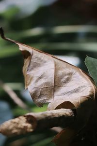 Close-up of dried leaves